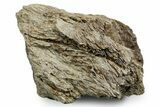 Fossil Tyrannosaur (T rex) Bone Section - Wyoming #353591-1